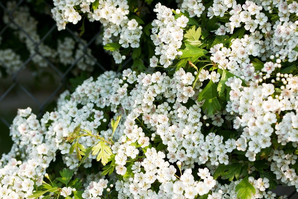 Phytothérapie : comment utiliser l’aubépine correctement ?