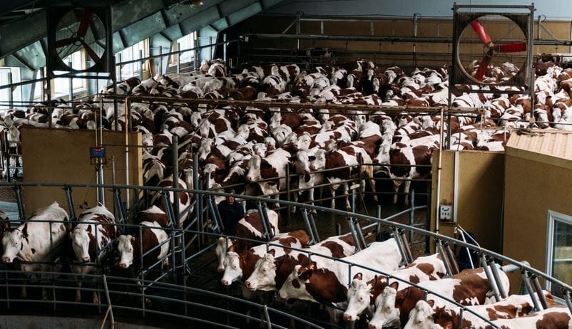 Etats-Unis : des cas de grippe aviaire découverts chez les vaches laitières