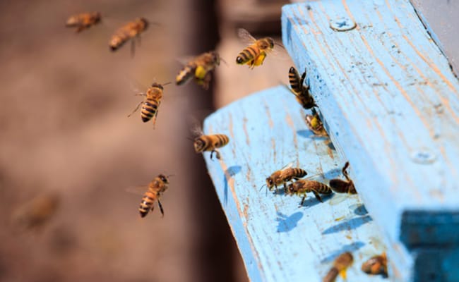 Pourquoi l’ordre spontané doit dominer le monde d’après