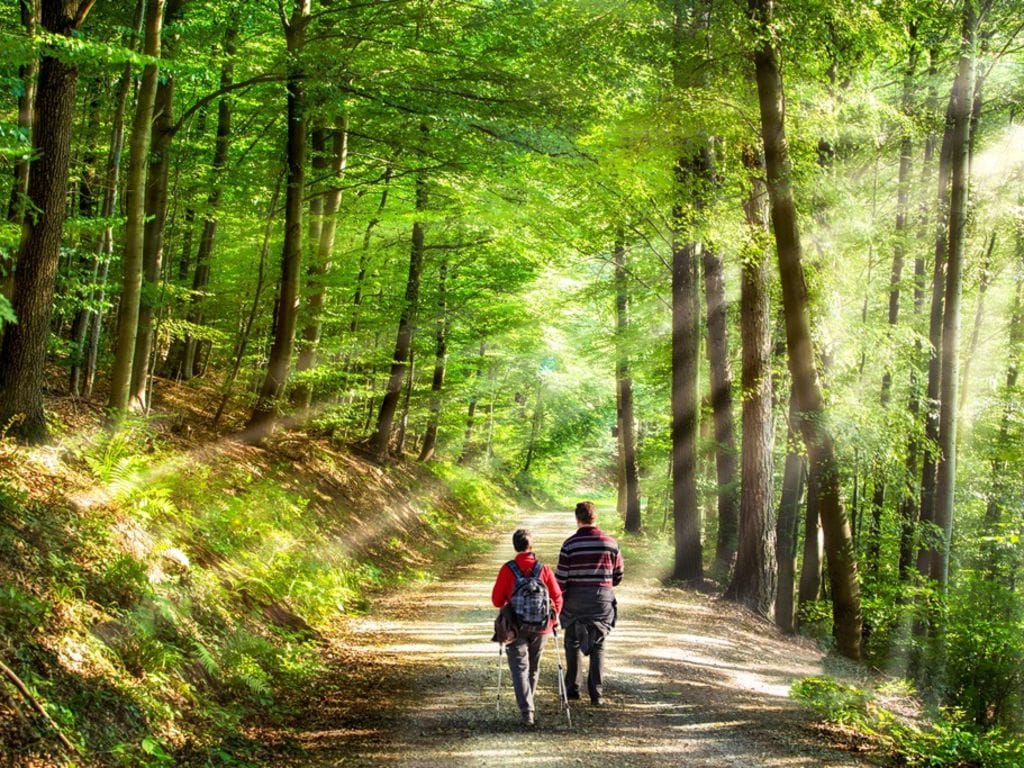 Médecine naturelle verte : pratiquer la sylvothérapie est-il une bonne idée ?