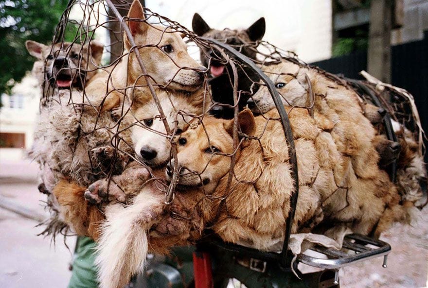 Tu préfères quoi ? Mourir comme un chien d’élevage en Chine ou au local poubelles des urgences d’Aix-en-Provence ?