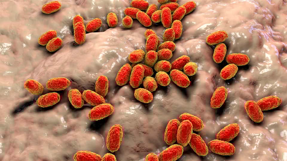Hausse des cas de coqueluche : l’UE réitère son appel à la vaccination
