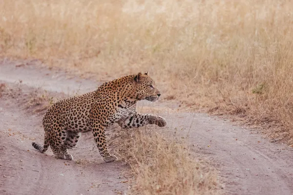 Le Courrier des Stratèges fait sa foire aux questions qui fâchent