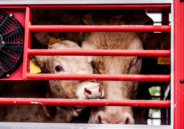 Dermatose: les éleveurs trahis... abattage de bovins sains malgré la vaccination