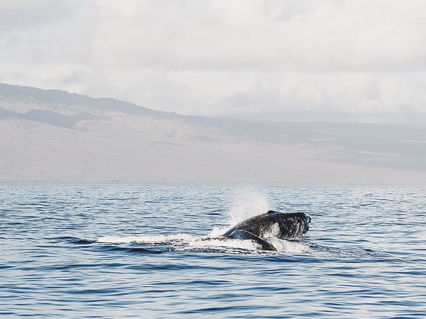 Non, la réforme Macron ne profitera pas aux fonds de pension ni à Black Rock… et c’est dommage