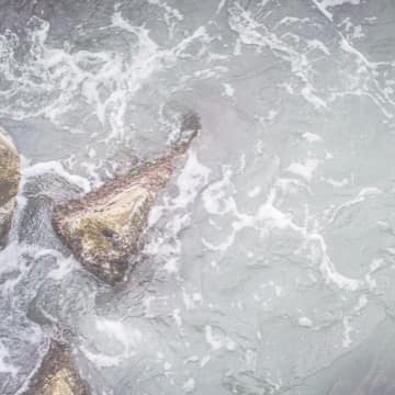 L’affaire Matzneff ou la crise de l’étouffant petit milieu parisien