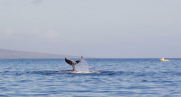 Comment Macron va rouler la CFDT dans la farine