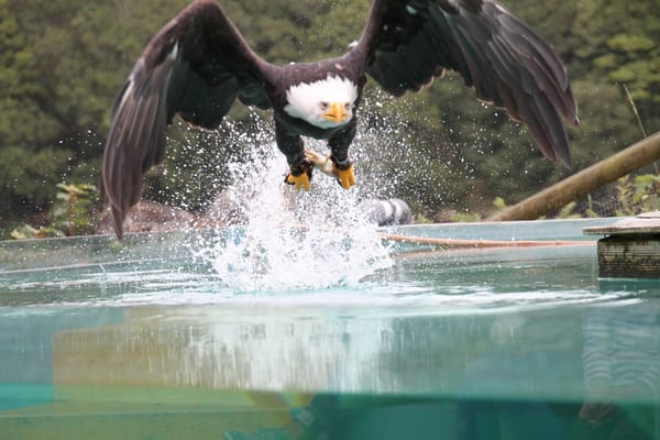 Les lobbies écolos, ces idiots utiles de l’industrie agro (sud)américaine