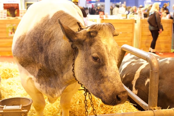 Le scandale L214, ou pourquoi les tech-capitalistes américains financent l’écologie en France