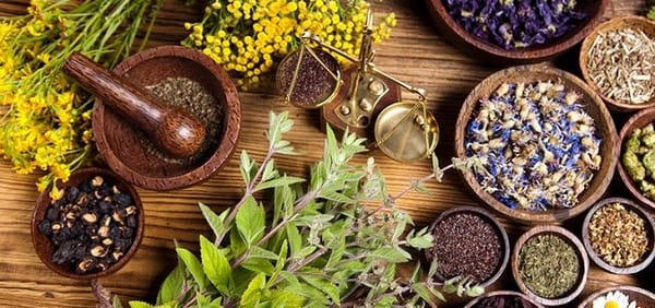 Les différentes facettes de la phytothérapie