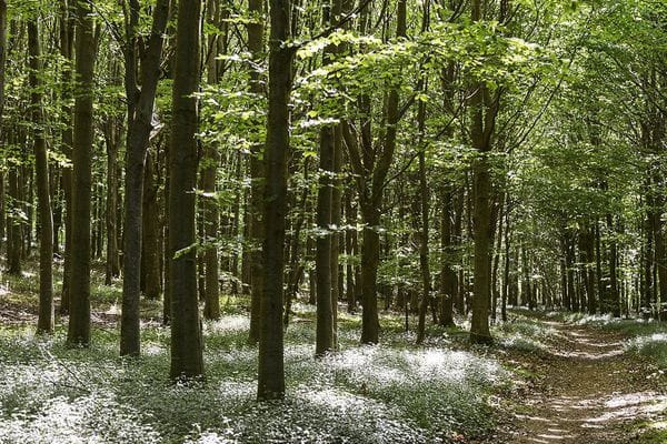 [PAYANT] Acheter du bois en vue du Grand Collapse ? Une idée qui a de l’avenir…