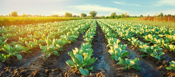 [PAYANT] Pourquoi l’explosion des prix agricoles à la production doit nous inquiéter