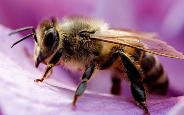 Les étonnants pouvoirs de la gelée royale