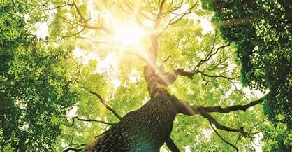 La sylvothérapie, une médecine naturelle verte pour booster son énergie !