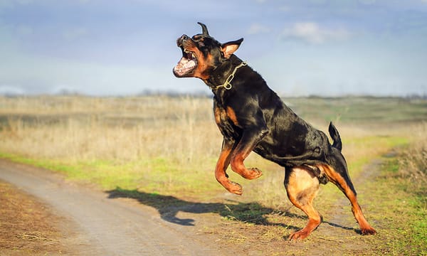 [PAYANT] Urbi et Orbi n° 8 – Le Pape François critique « l’OTAN qui aboie à la porte de la Russie »