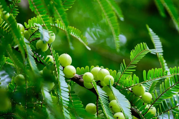 L’amla, une nouvelle piste pour lutter contre le covid 19 ?