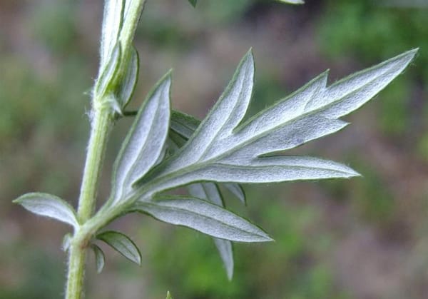 Artemisia vulgaris : le potentiel pharmacologique de cette plante divinatoire