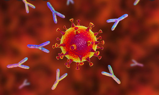 Une étude explique le rôle des lymphocytes T dans l’évolution des infections virales