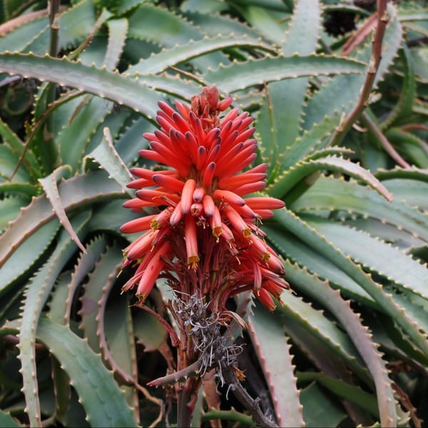 Aloe arborescens : les bienfaits de cet étonnant guérisseur de la nature