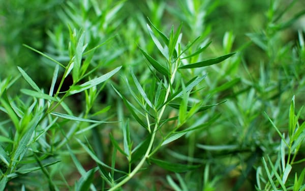 Artemisia dracunculus (estragon) : tous les bienfaits de cette plante médicinale douce et amère
