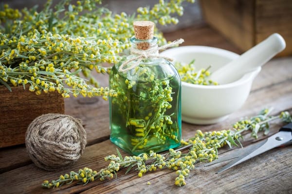 Artemisia absinthium (absinthe) : que faut-il absolument savoir avant d’utiliser cette plante médicinale ?