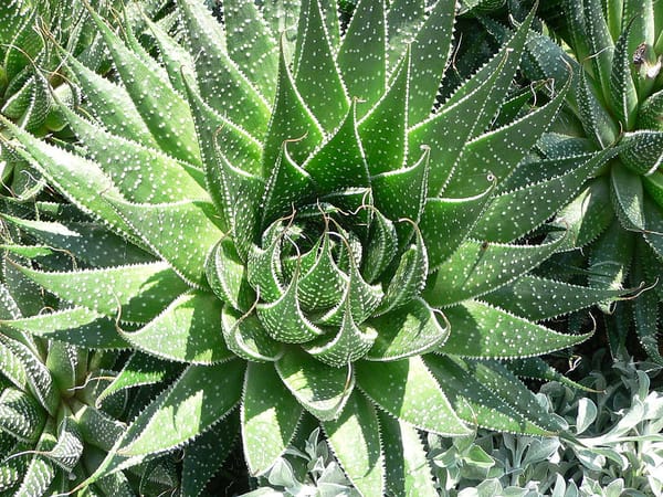 Aloe aristata : une plante médicinale rustique à planter chez soi !