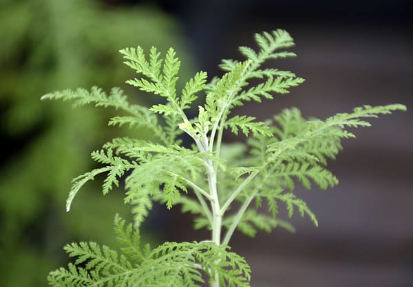 L’Artemisia afra, un trésor caché de remèdes naturels ?