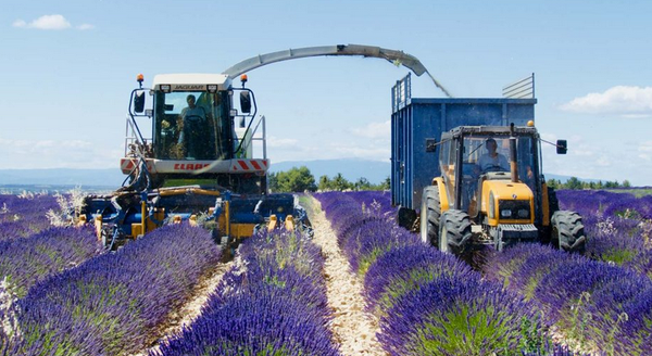 Face à l’effondrement du prix du lavandin, le Parlement accorde 10 millions d’euros pour…détruire des pieds de lavance