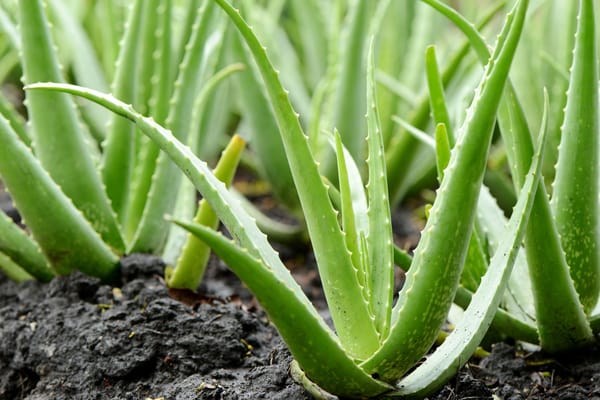 Y a-t-il des risques dans l’utilisation de l’aloe vera ?