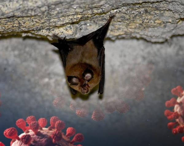 Les chauve-souris russes porteuses d’un nouveau Covid ?