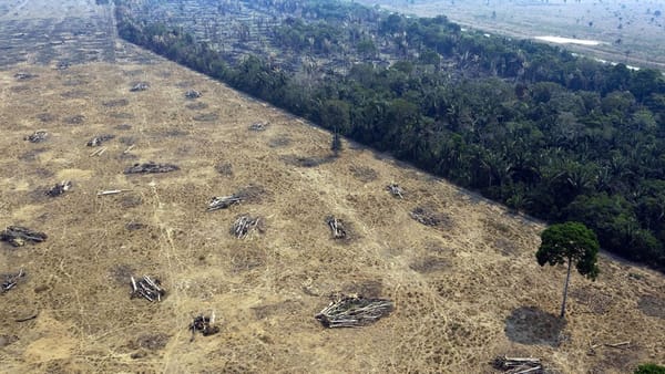 De bonnes nouvelles pour la forêt? par Les Arvernes