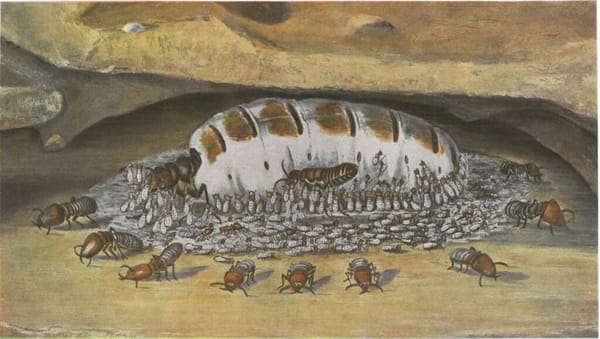 De notre devenir termite via Davos, Sunak et Harari – par Nicolas Bonnal