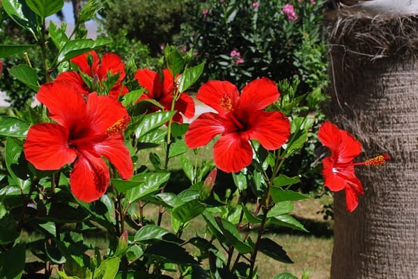 Pourquoi boire du thé à l’hibiscus peut aider à lutter contre la maladie d’Alzheimer ?