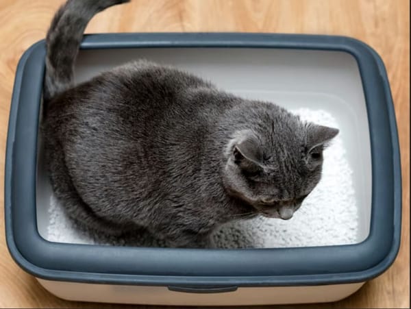 Crotte de chat : ruée britannique sur le nouvel or noir , par Modeste Schwartz