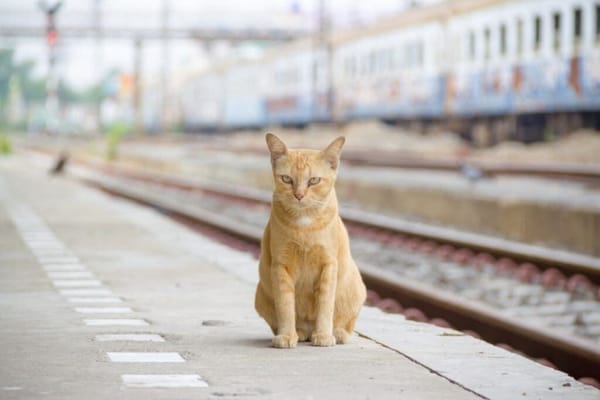 A la SNCF on achève bien les chats ! par Modeste Schwartz