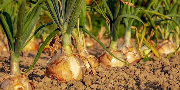 NOUVEAU : conseils hebdos pour le potager de la sécession