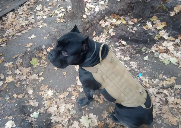 Chiens d’acier, tanks apprivoisés : le Koursk du ridicule, par Modeste Schwartz