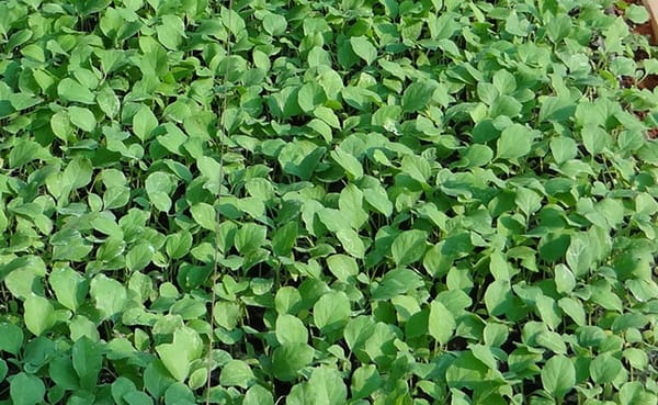Les traitements naturels du potager, par Frédéric Cadiou