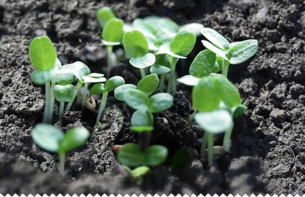 Conseils pour le potager : le temps des semis, par Frédéric Cadiou