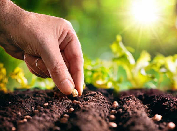 Potager de la sécession : la semaine où l’on sème, par Frédéric Cadiou