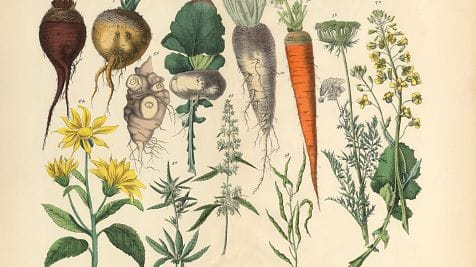 La culture des légumes « racines », par Frédéric Cadiou