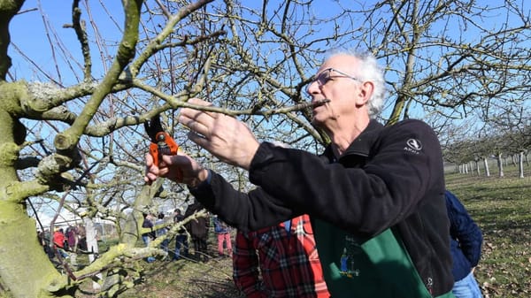 Potager de la sécession : qu’y faire dans la semaine du 5 mars ? par Frédéric Cadiou