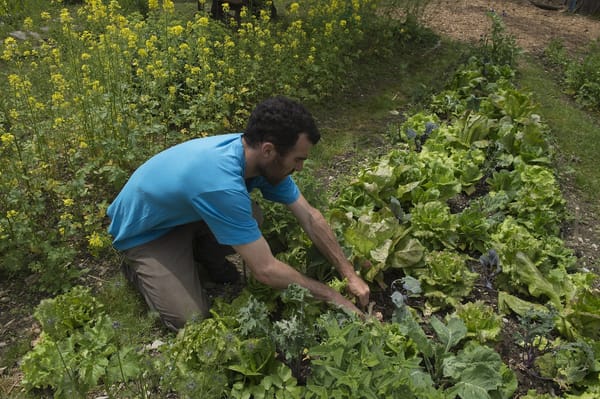 Potager de la sécession : la semaine des laitues, par Frédéric Cadiou