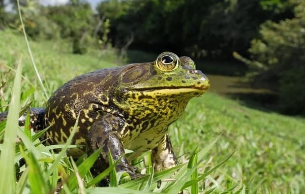 Grenouille taureau : combien d’étoiles Michelin ? par Modeste Schwartz