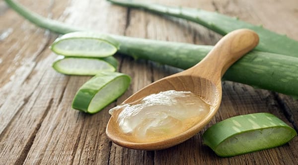 Aloe vera : comment entretenir cette plante médicinale ce printemps ?