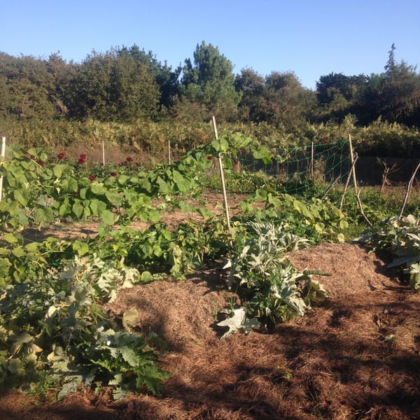 Cultiver des légumes exotiques dans son potager, par Frédéric Cadiou