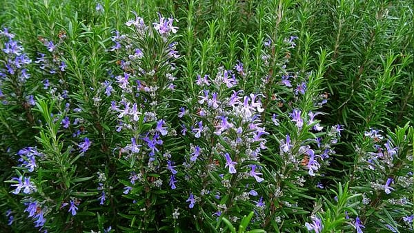 Les semailles dans le potager de la semaine, par Frédéric Cadiou