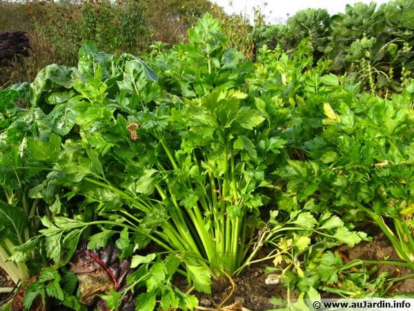 La culture des légumes « feuilles » (1ère partie) par Frédéric Cadiou