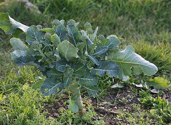 La culture des légumes « fleurs », par Frédéric Cadiou