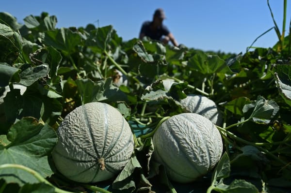 La culture des légumes « fruits », par Frédéric Cadiou